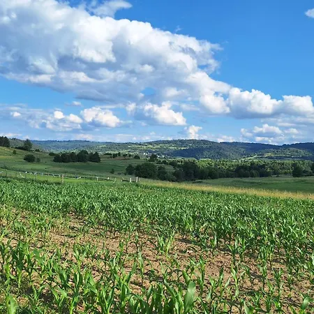 Zboja - *